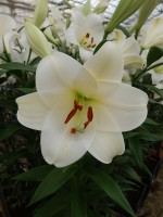 [4120 Selene VZ No02.JPG]